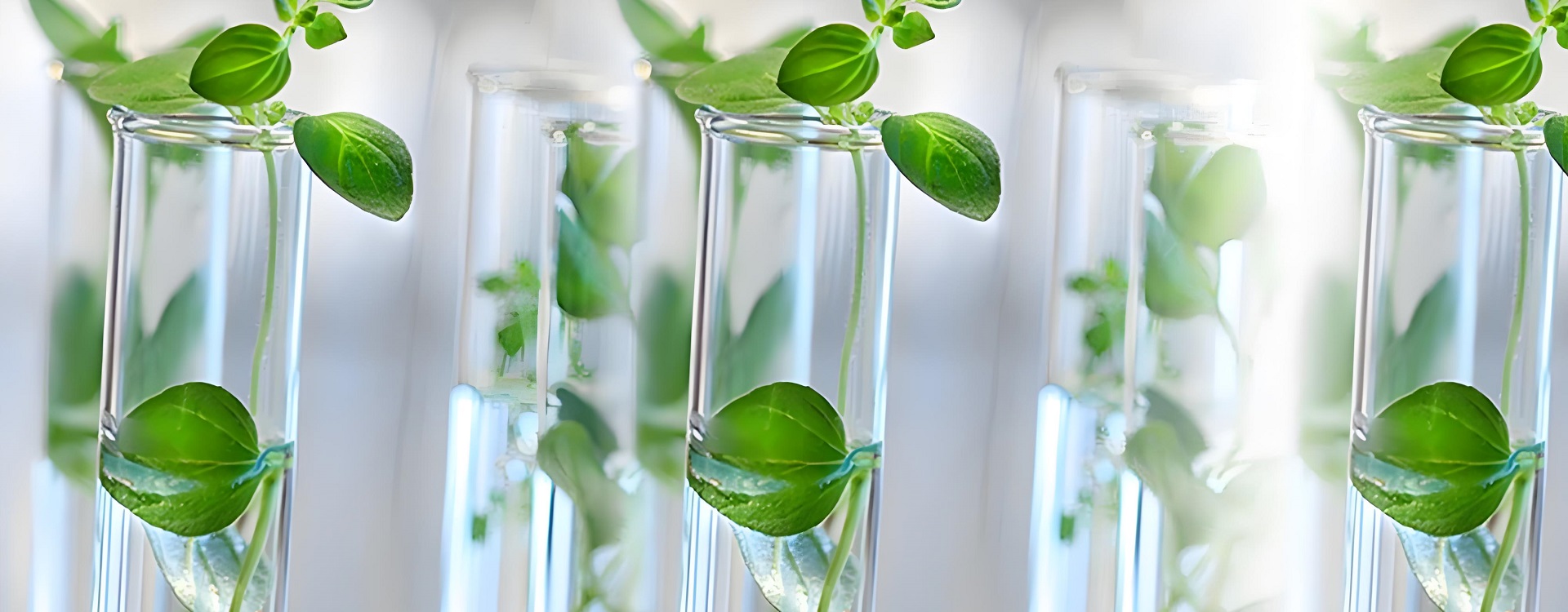 植物组织培养解决方案 