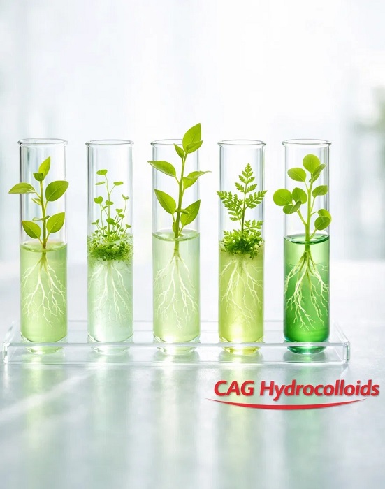 Plant Tissue Culture